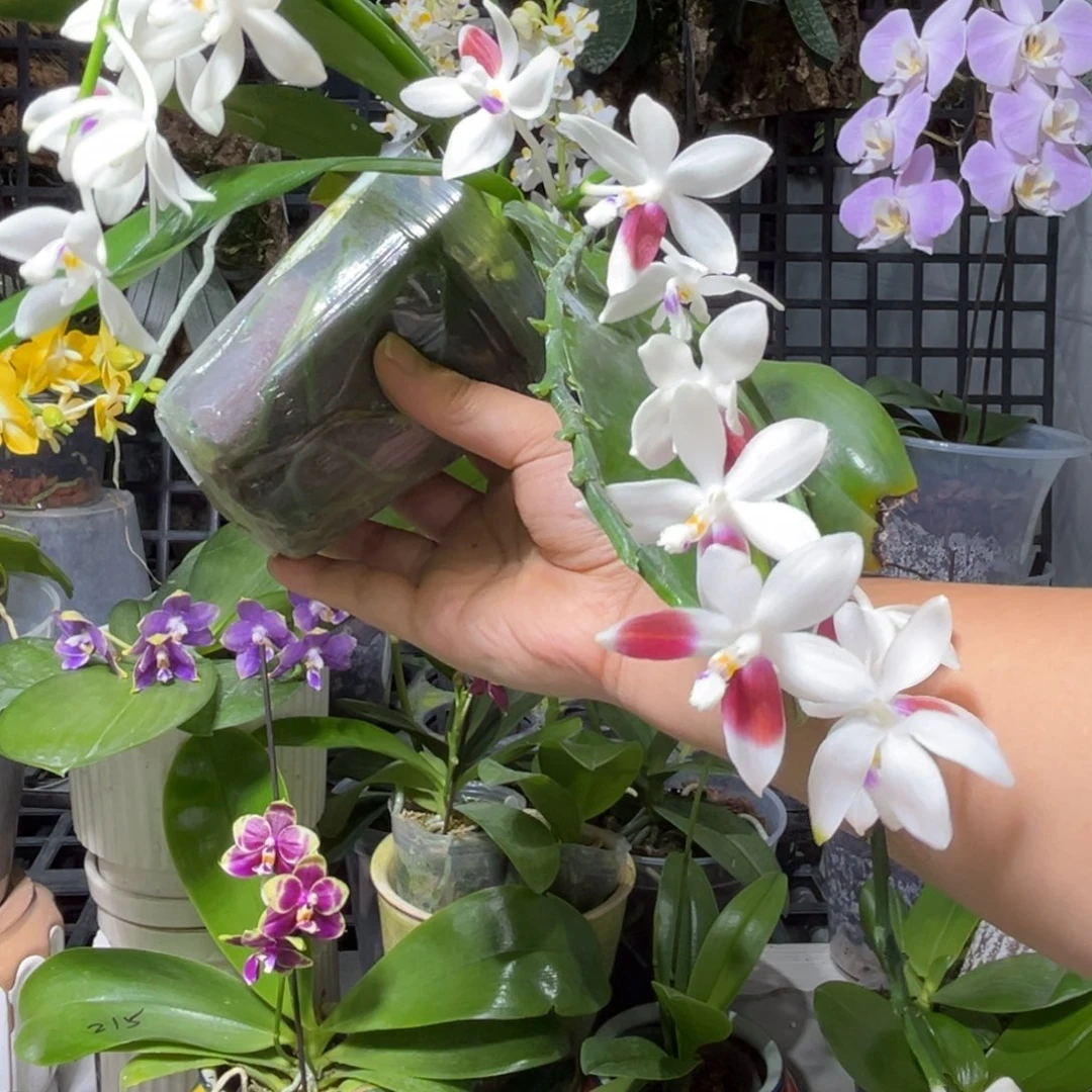 冉***冉大部分开放少量花苞