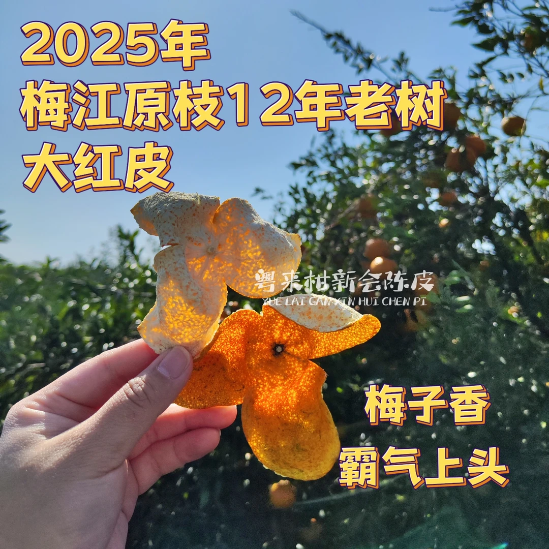 【梅江原枝大红】2025年梅江原枝12年老树 大红皮 甜度高 香气霸道