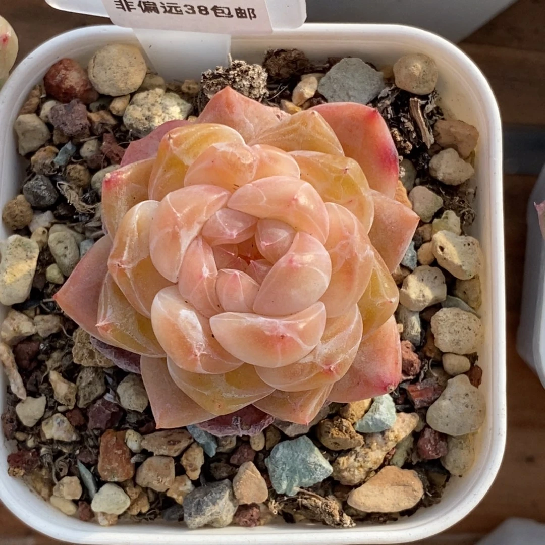 星*～202东篱下多肉植物盆栽