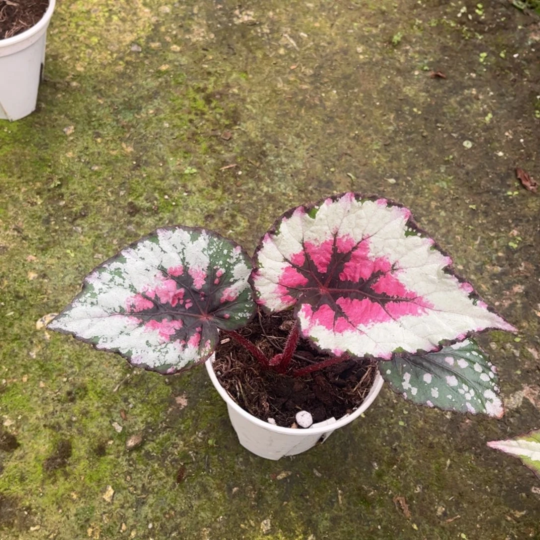 无花朵q057 （泰国杂菜捡漏无售后）