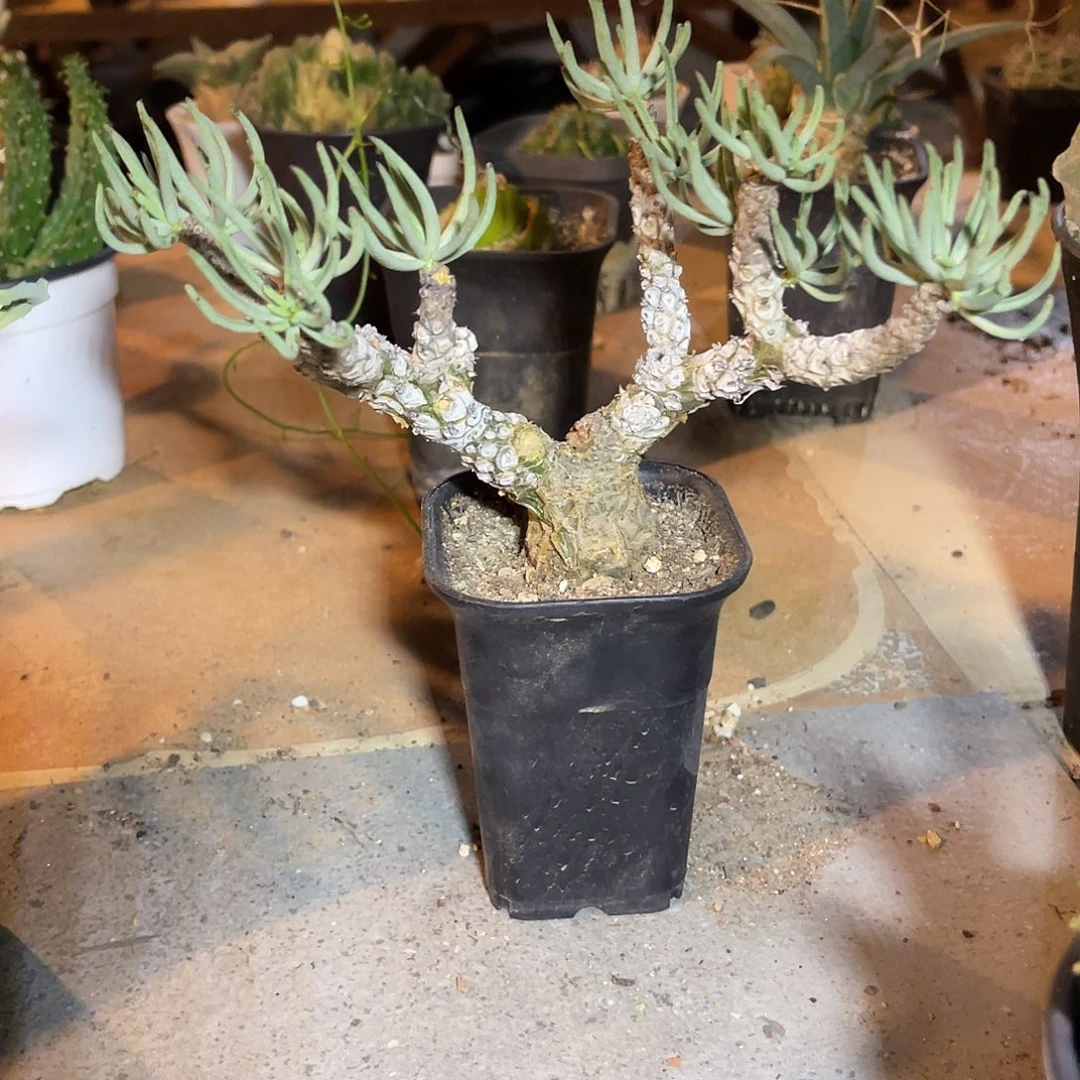 老家产地白象奇峰锦