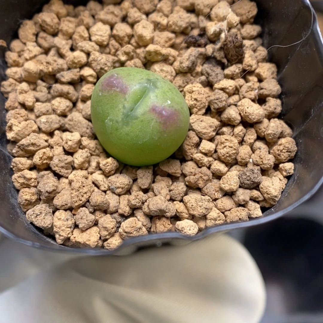 多肉植物肉锥杂交K-3684 星星眼