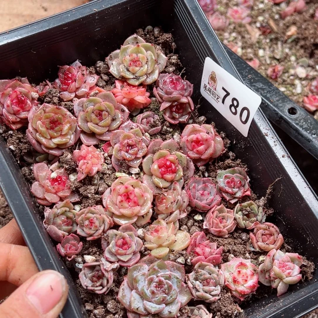 木*果多肉植物多肉植物