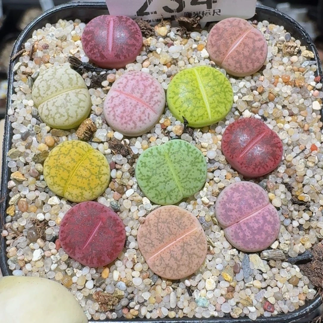 zzzz精品生石花234