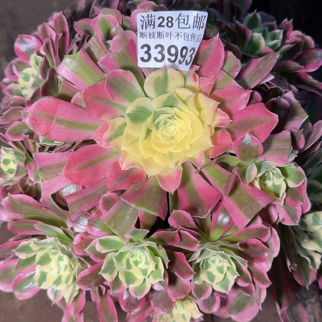 33993白凤多肉植物