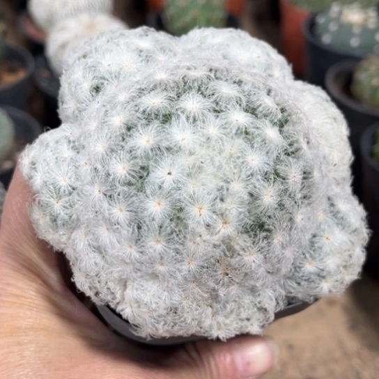 当前无花栽培后可以开花实生高尔夫