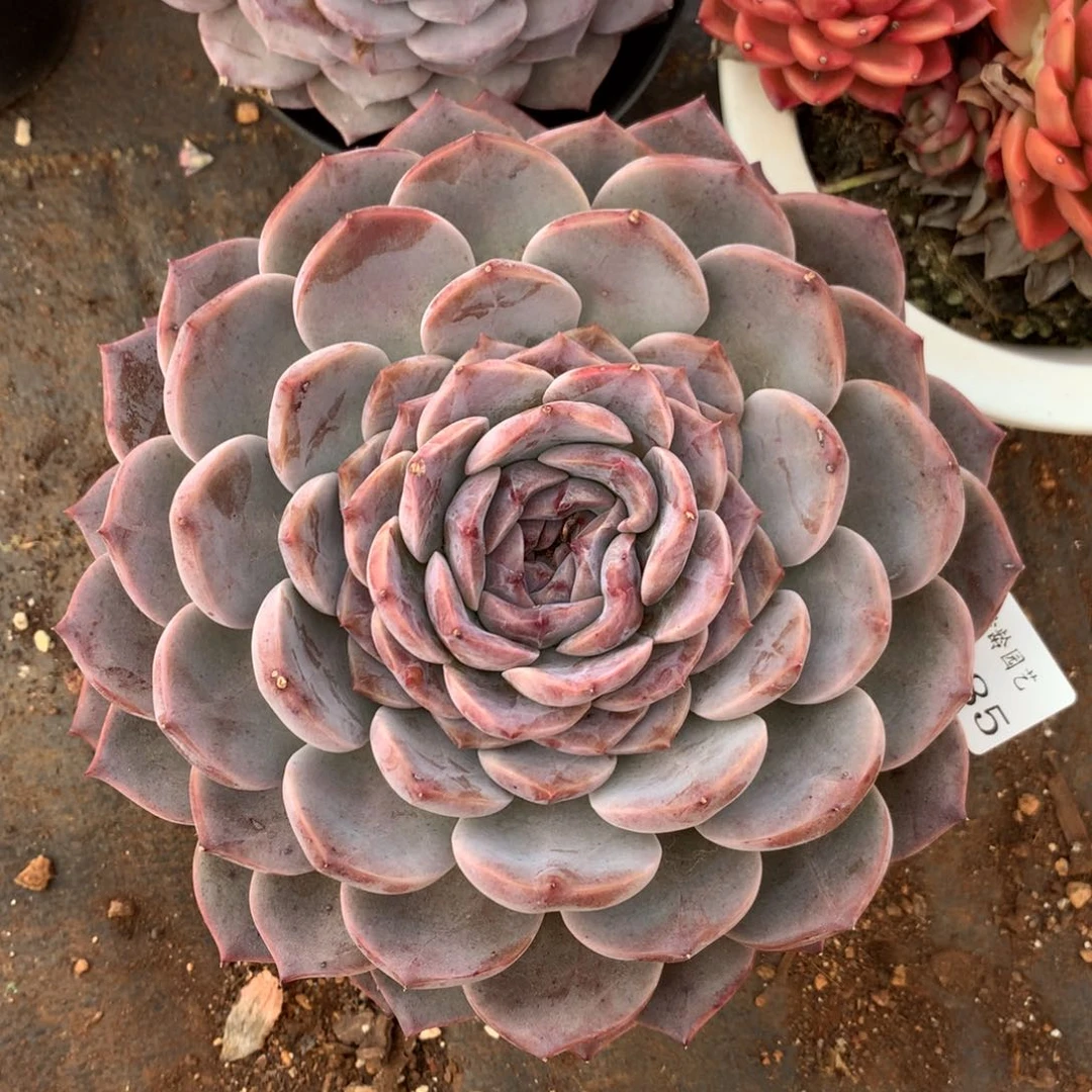 7385新年快乐发发发