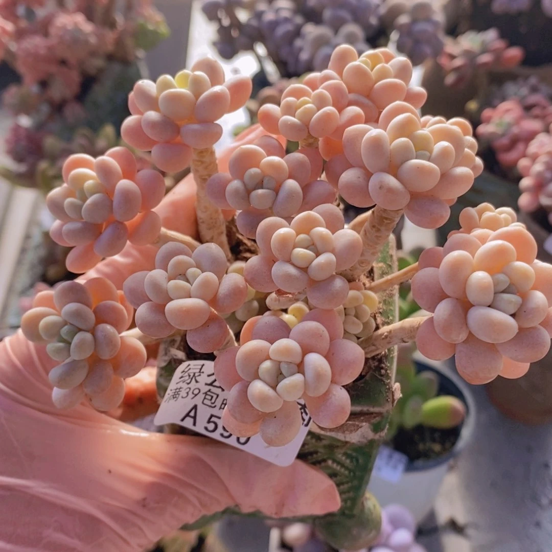 洛可可老桩10cm590多肉植物