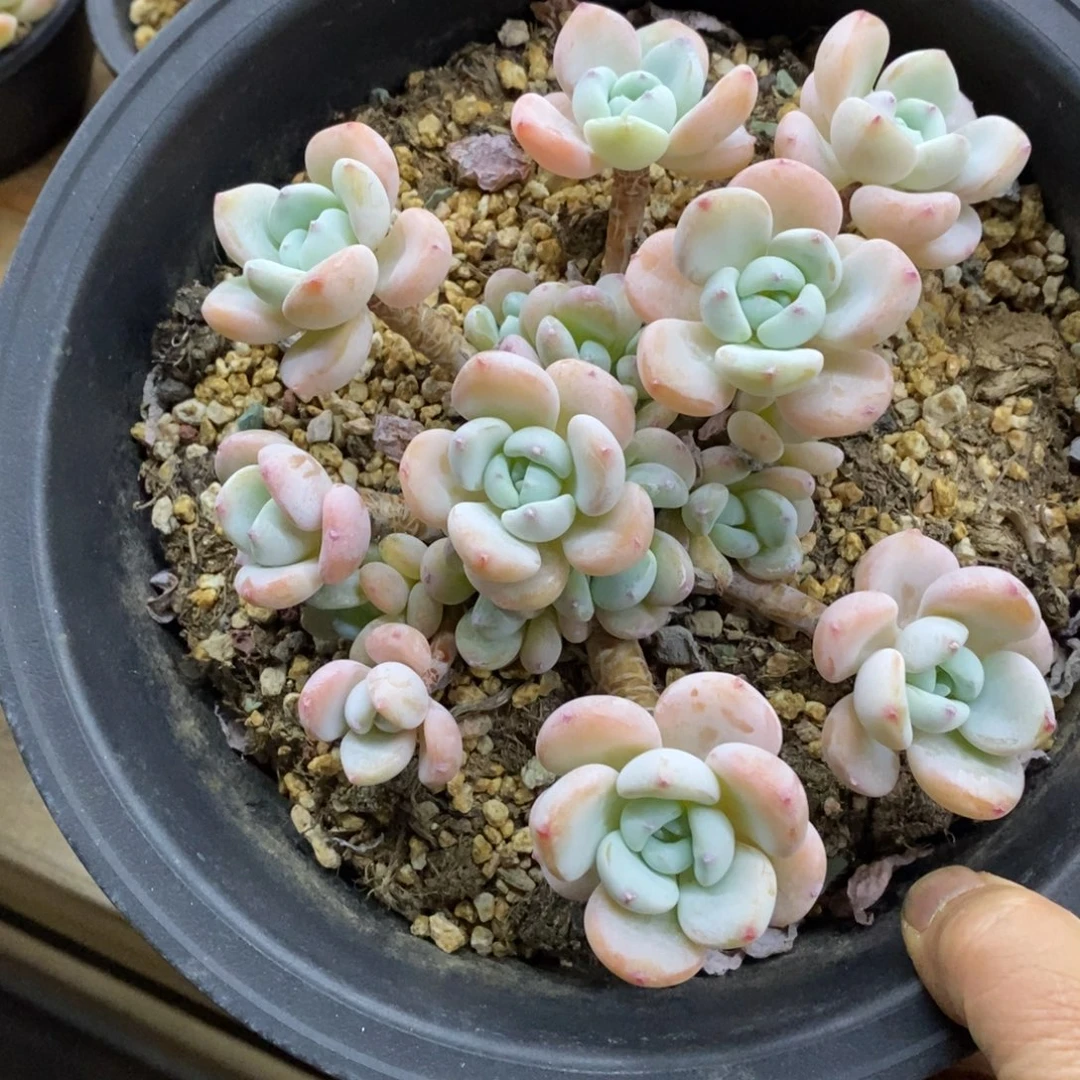 精品多肉一物一拍不包整172