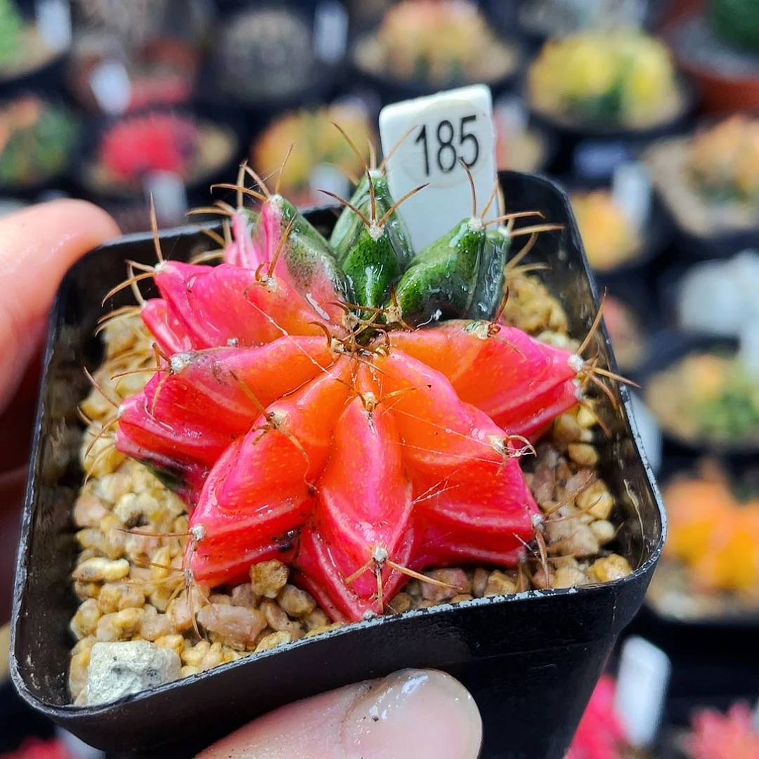 非偏远地区满25元包邮仙人球