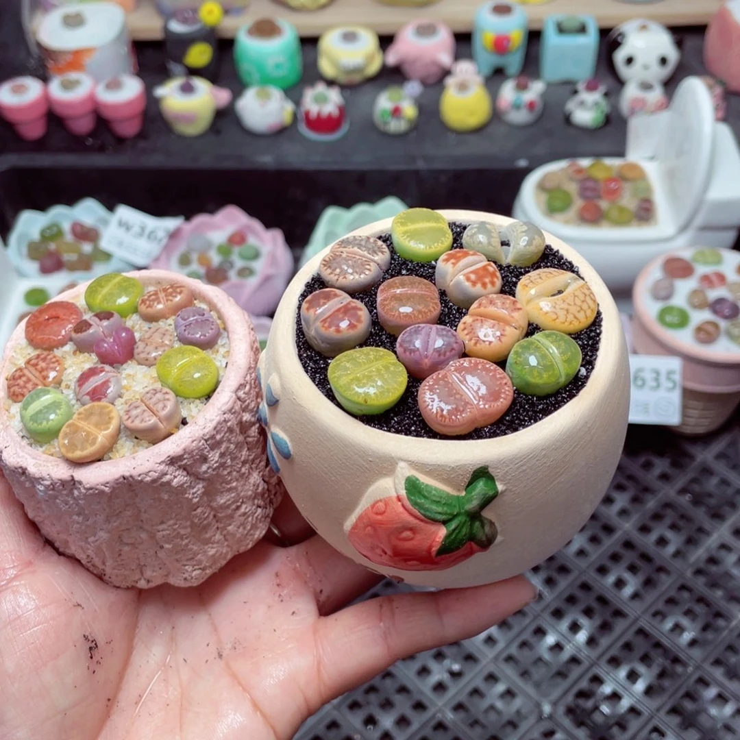 w3636 带盆土发货-零下地区拍保温箱