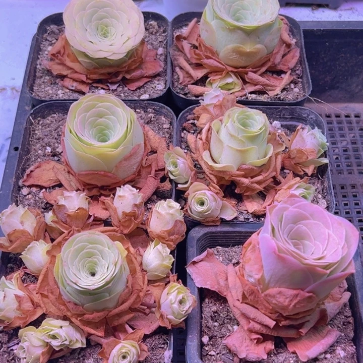 315 山地玫瑰一筐无售后