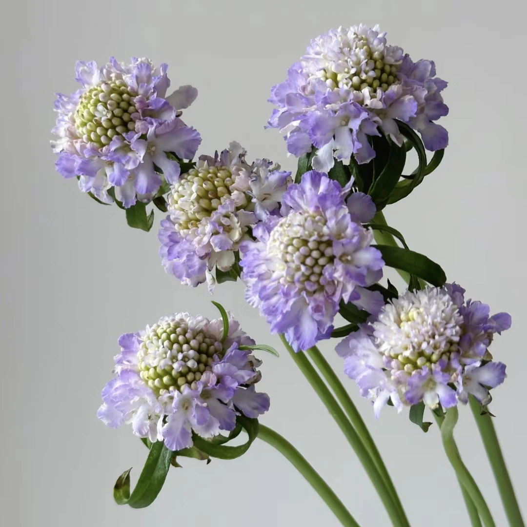 【杨鹏鲜花】梦幻浅紫 松虫草 圣代花 云南鲜花包邮