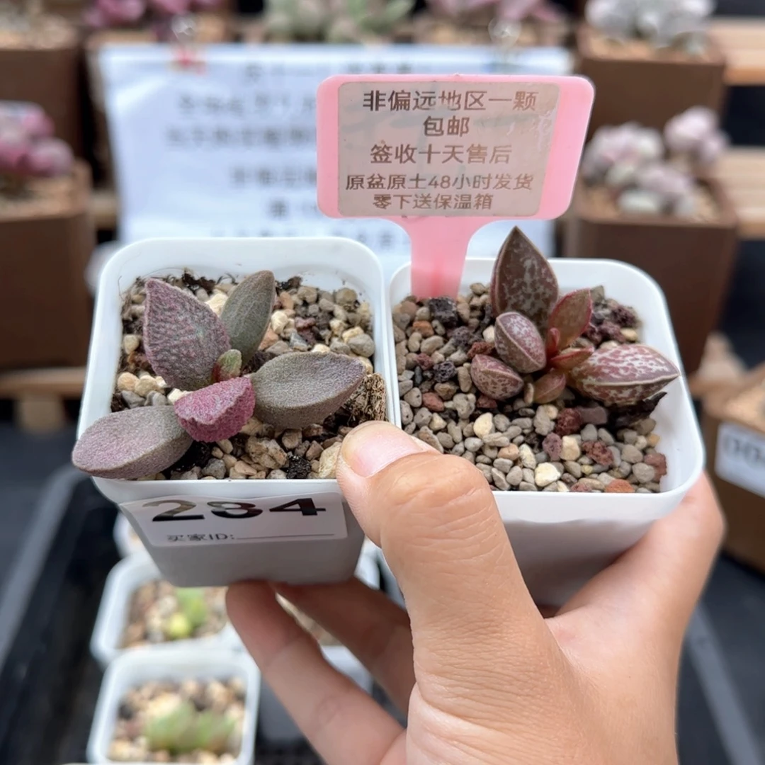 284粉红小猪红太平