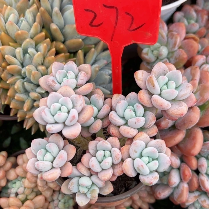 272洛神平平安安健健康康