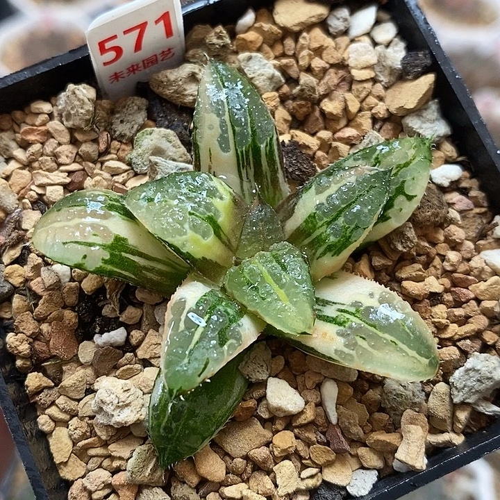 571青木克锦一物一拍