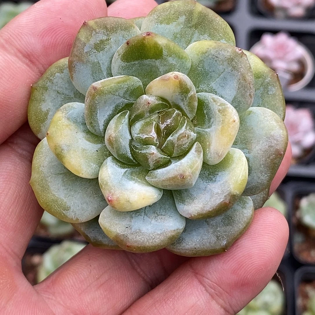 琥珀石化锦多肉植物