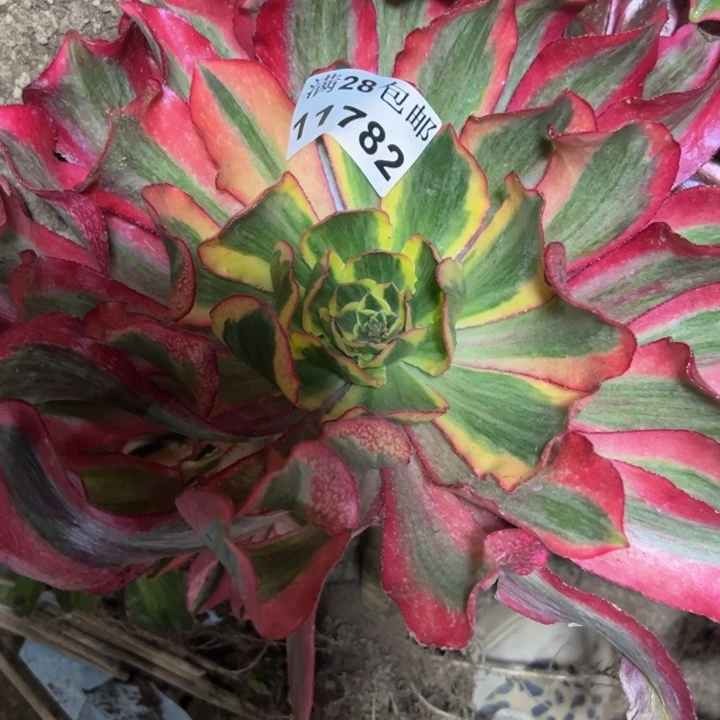 11782南魅影杆歪多肉植物