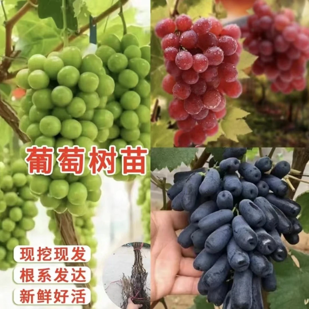 【正宗蓝宝石玫瑰葡萄树苗】葡萄苗盆栽地栽阳台庭院四季果树苗