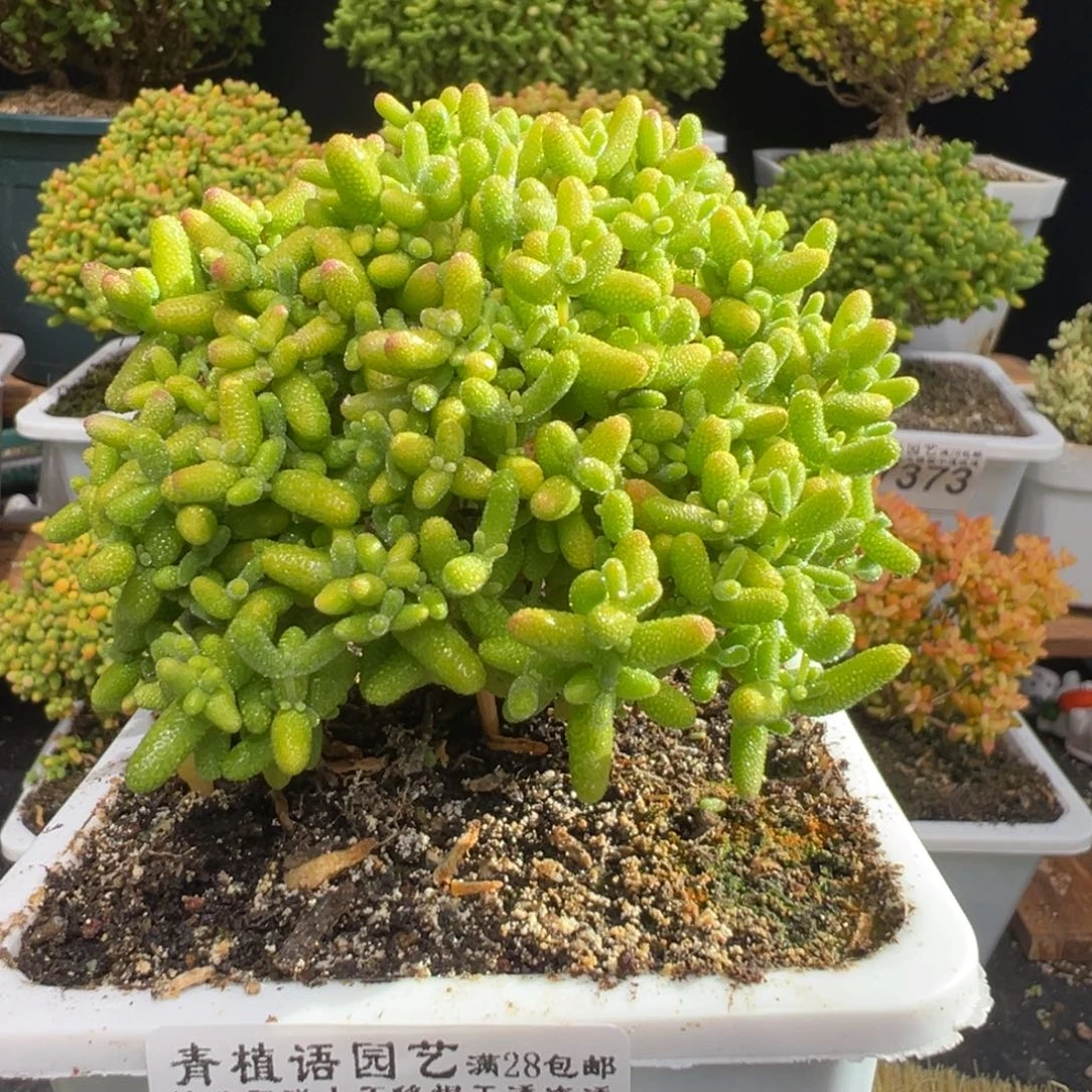 D7449蜜桔一物一拍