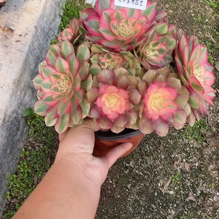 多肉植物火龙果319多肉
