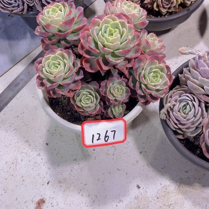 苹*黄1267哈密爪多肉