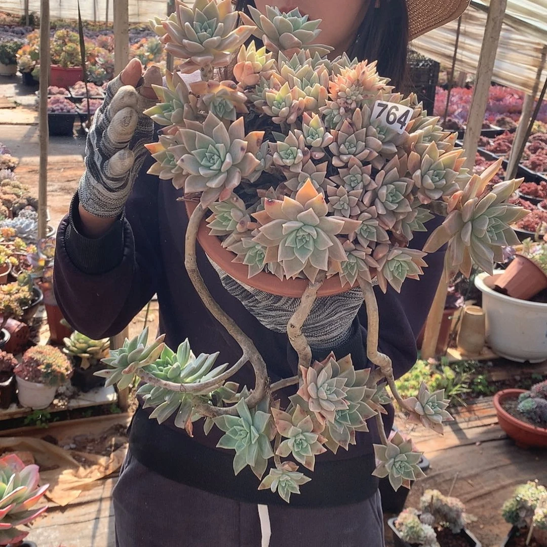 764血色黄昏 一物一拍多肉