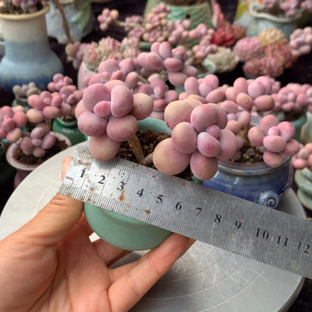 阿*糯90号带盆偏远地区不包邮的