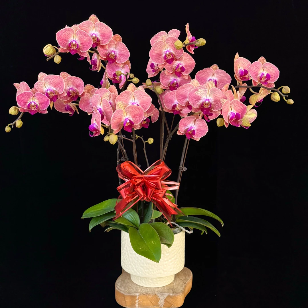 【三文鱼】橘花红心纹路精美 耐开耐摆 蝴蝶兰花苞多花花期长