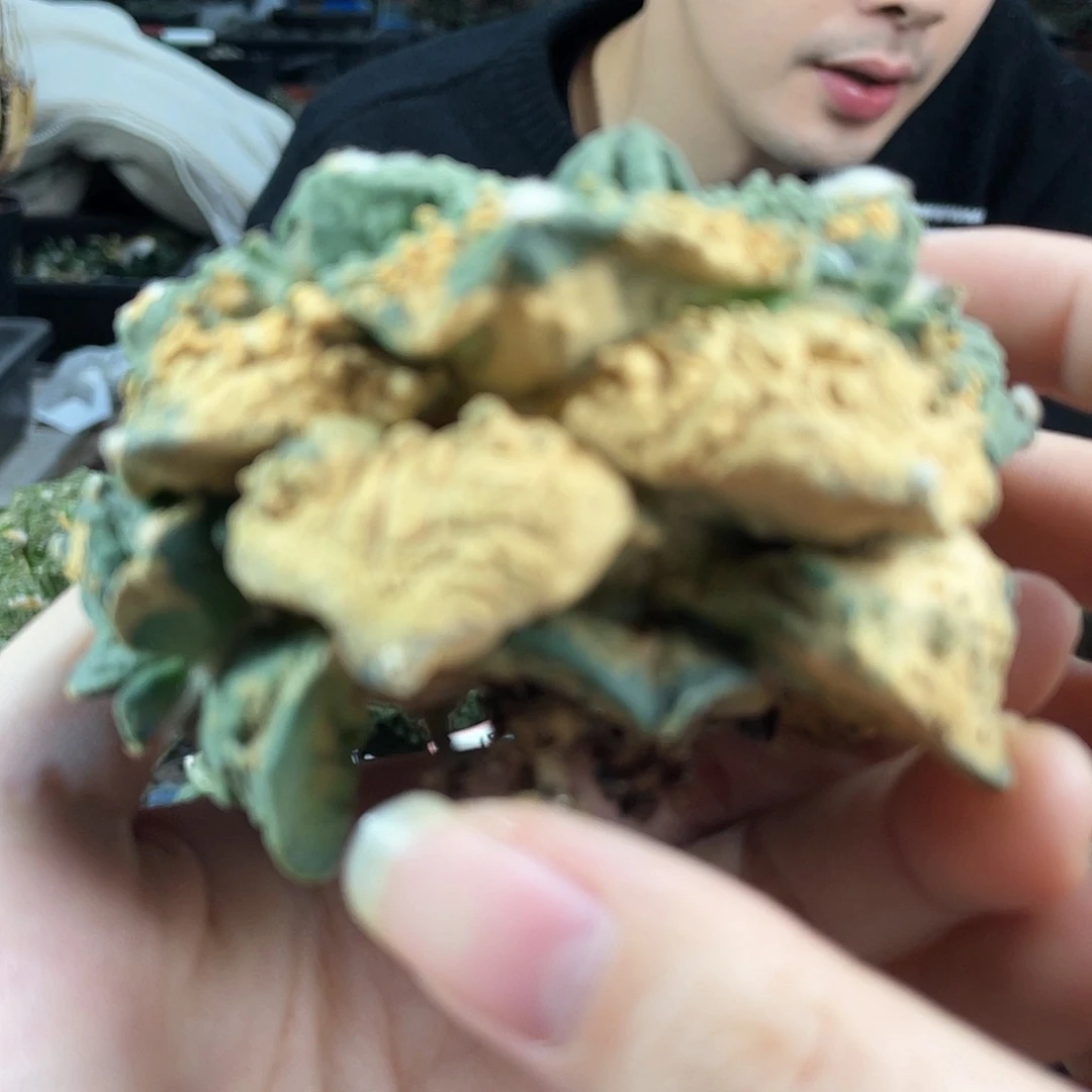 28号自根战损好好怒涛牡丹