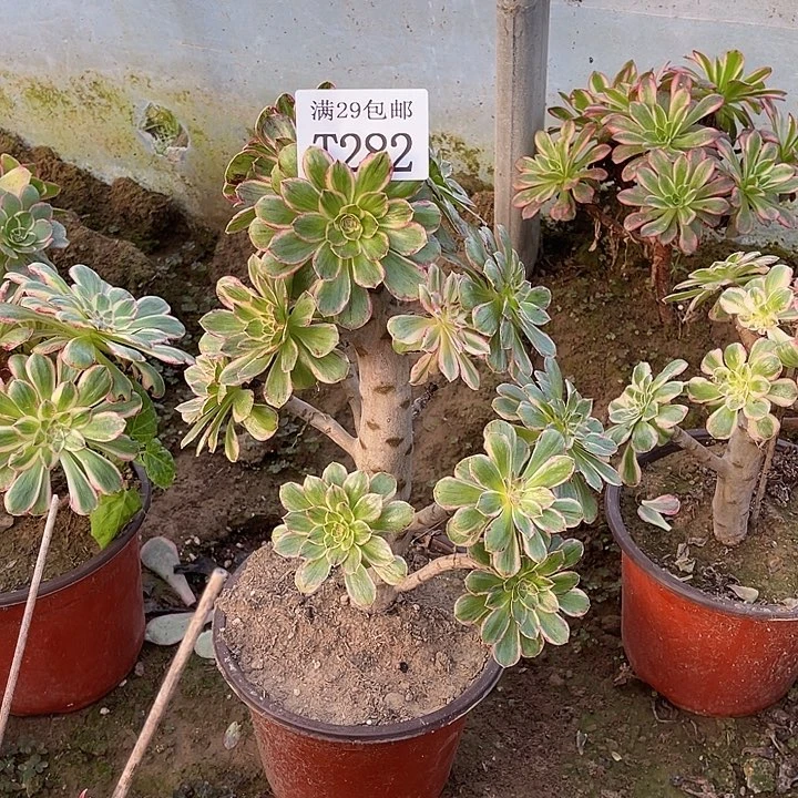 282V锦锦多肉植物
