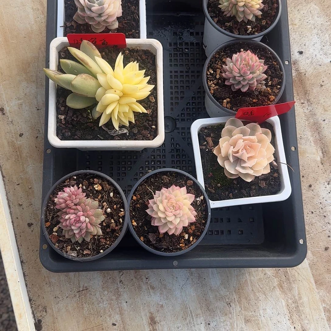 咕*鱼7颗锦多肉植物咕