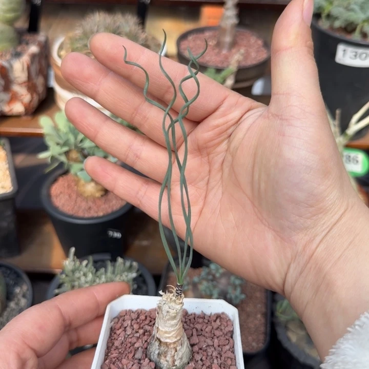 G b豹纹弹簧草（满28包邮）