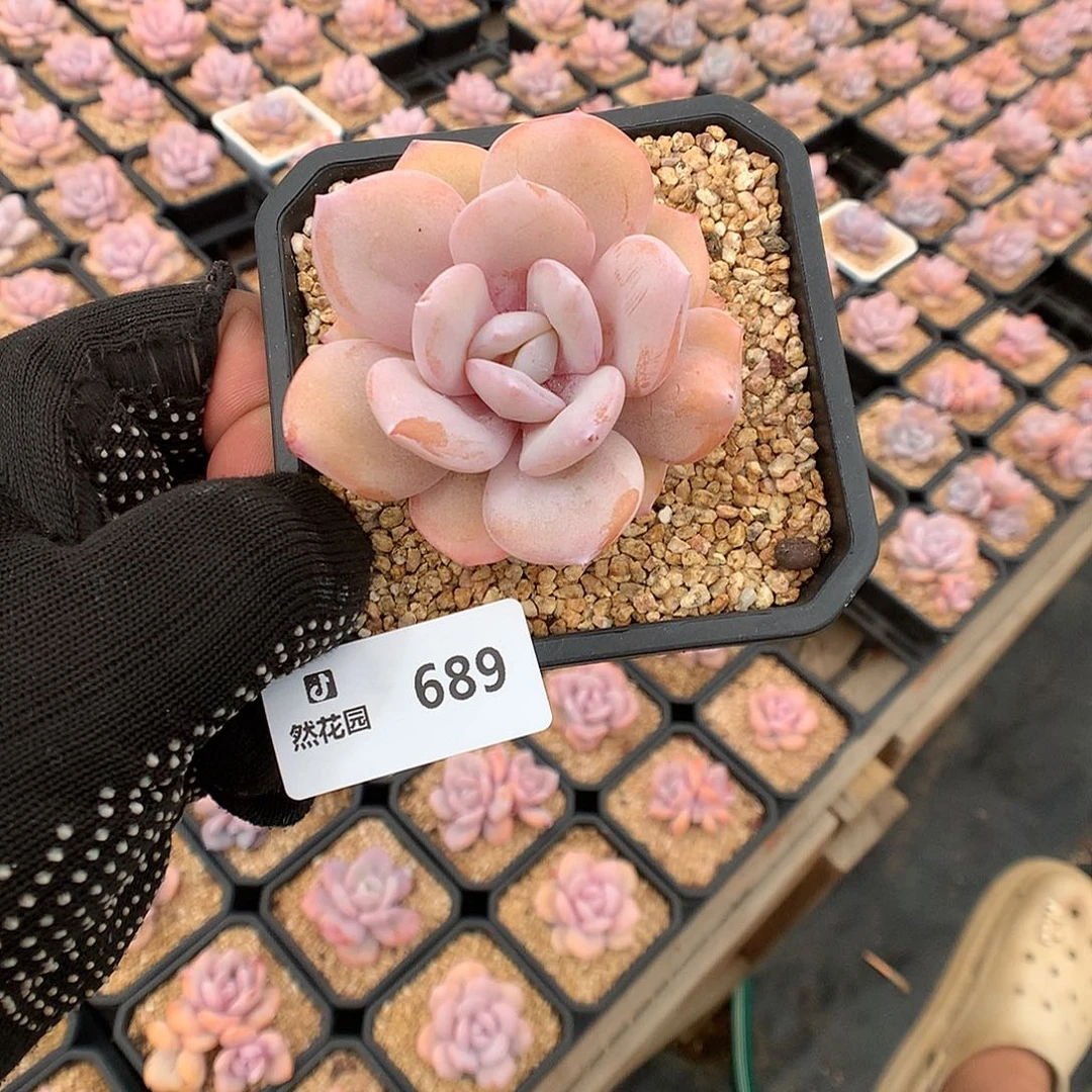 江***.689奶茶补差多肉植物666