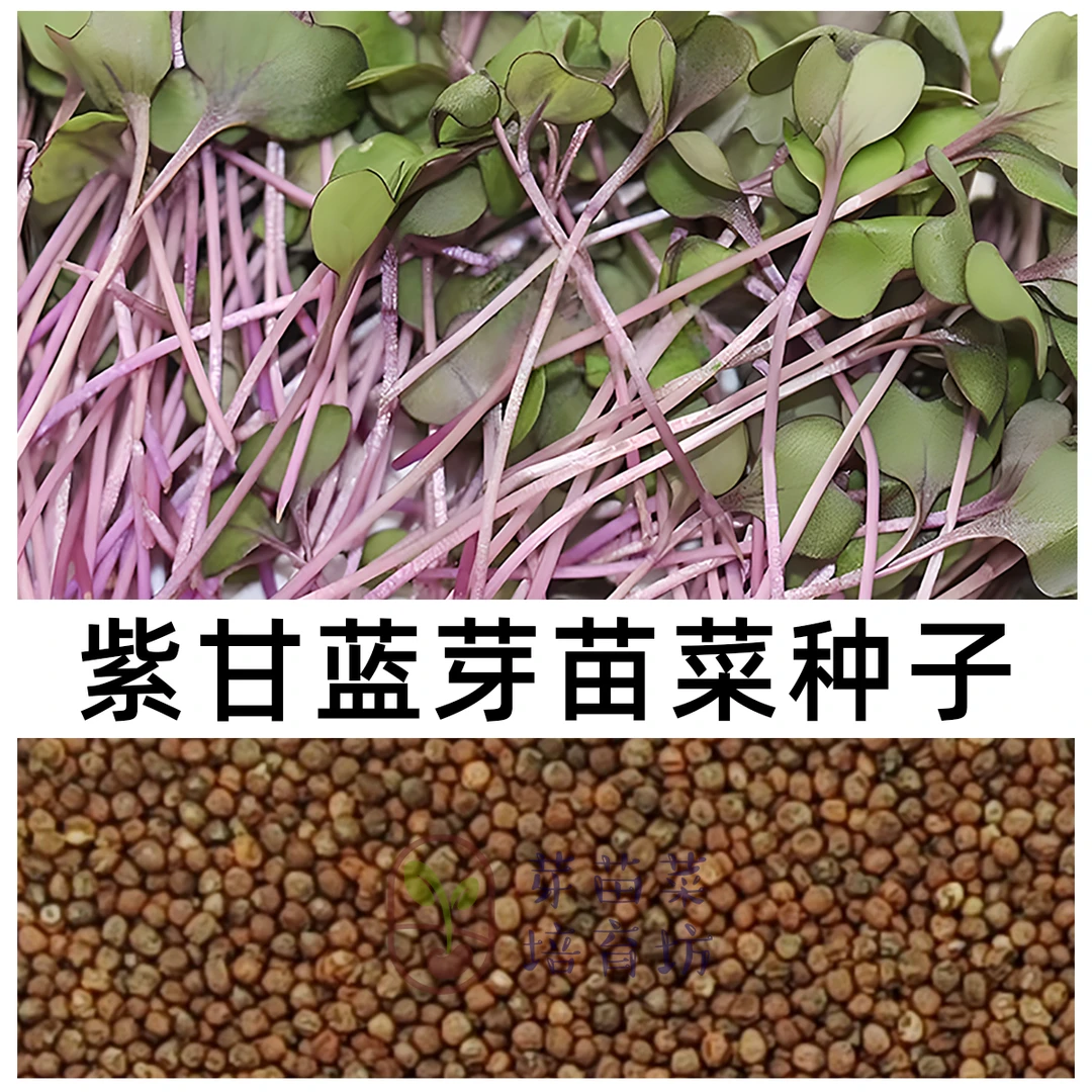 水培芽苗菜紫甘蓝种子新鲜发芽快花青素高轻食素食紫甘蓝芽苗菜