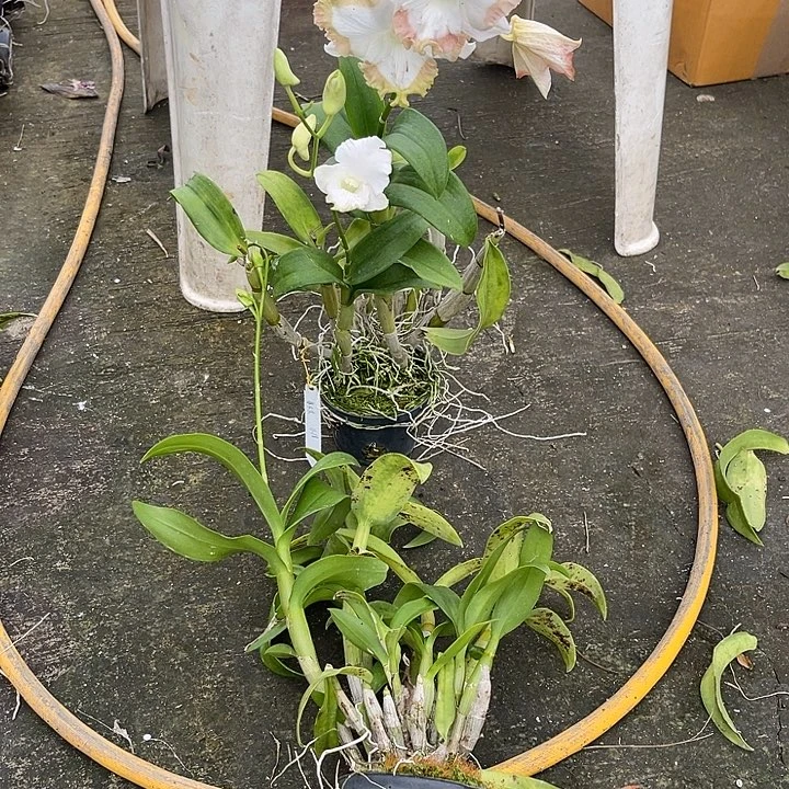 当前无花朵，栽培后可花朵白嘴猫490