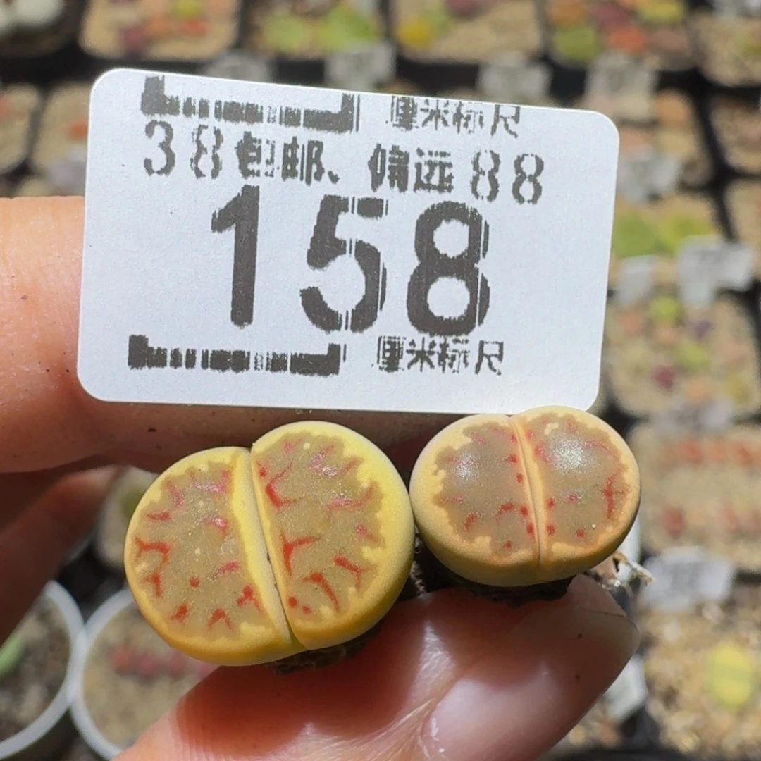 小***-Ssss精品生石花158