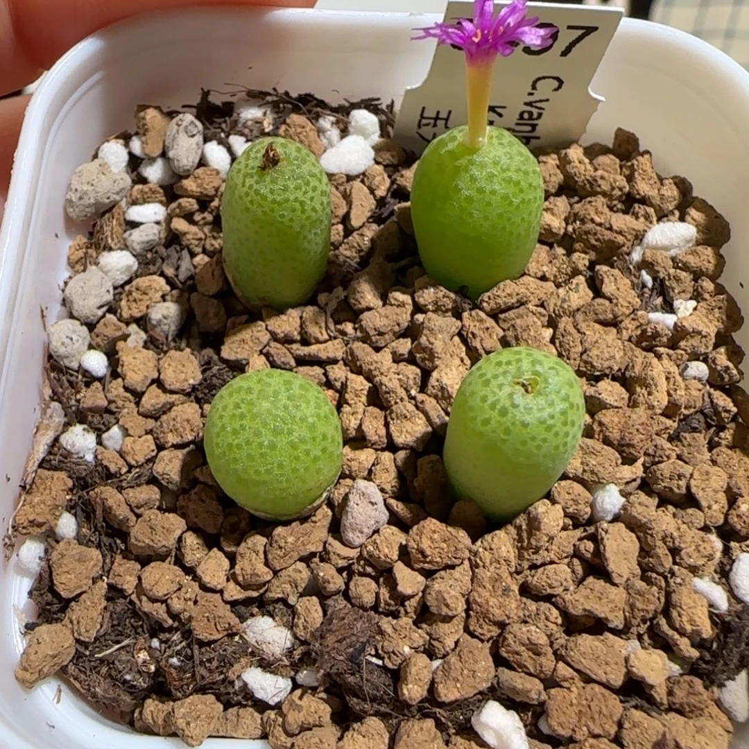 肉锥多肉植物组合-玉米一盆913