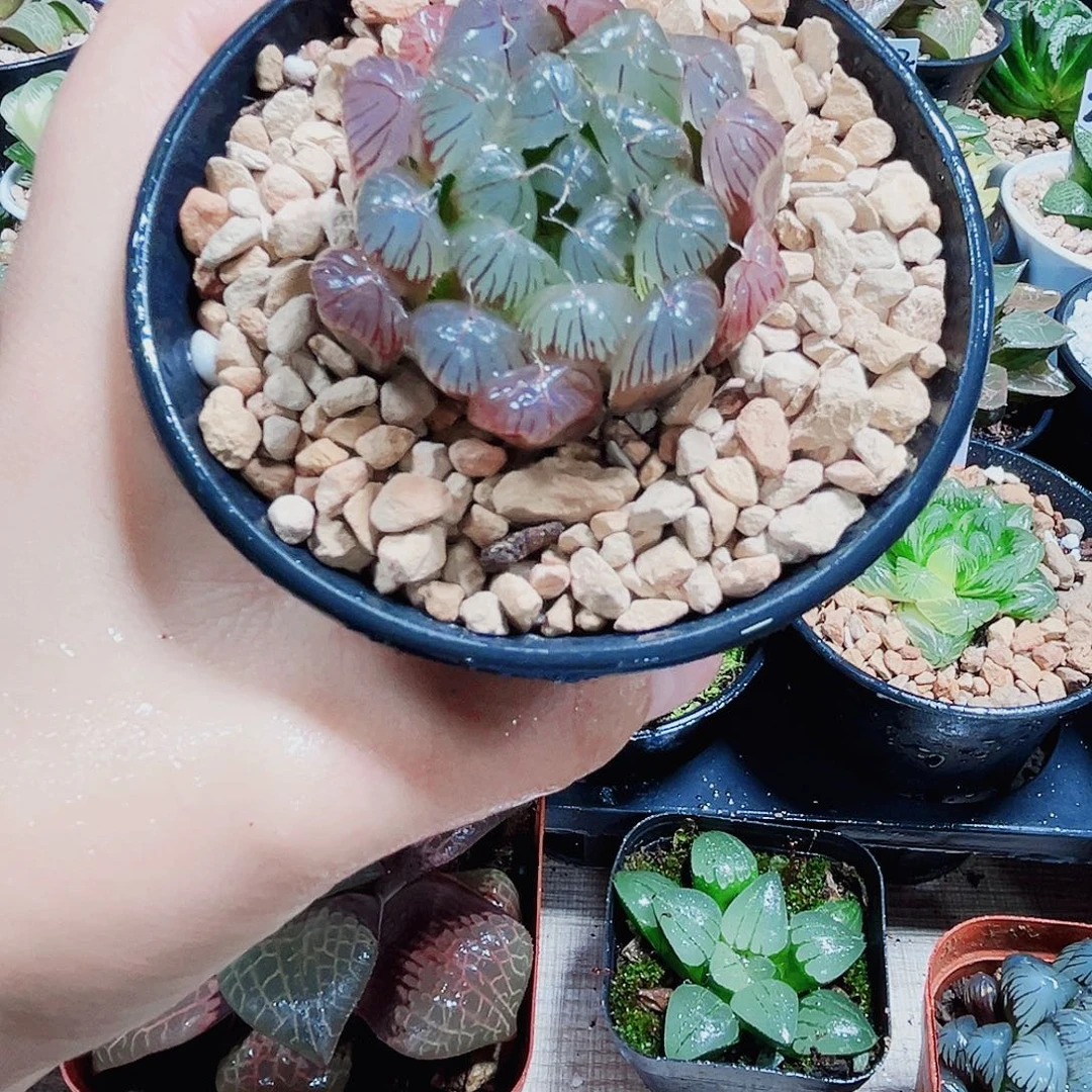 实生玉露多肉植物