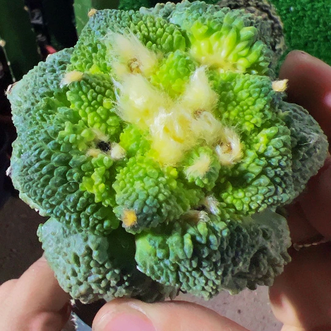 无花朵福利细尤颗粒哥斯拉930