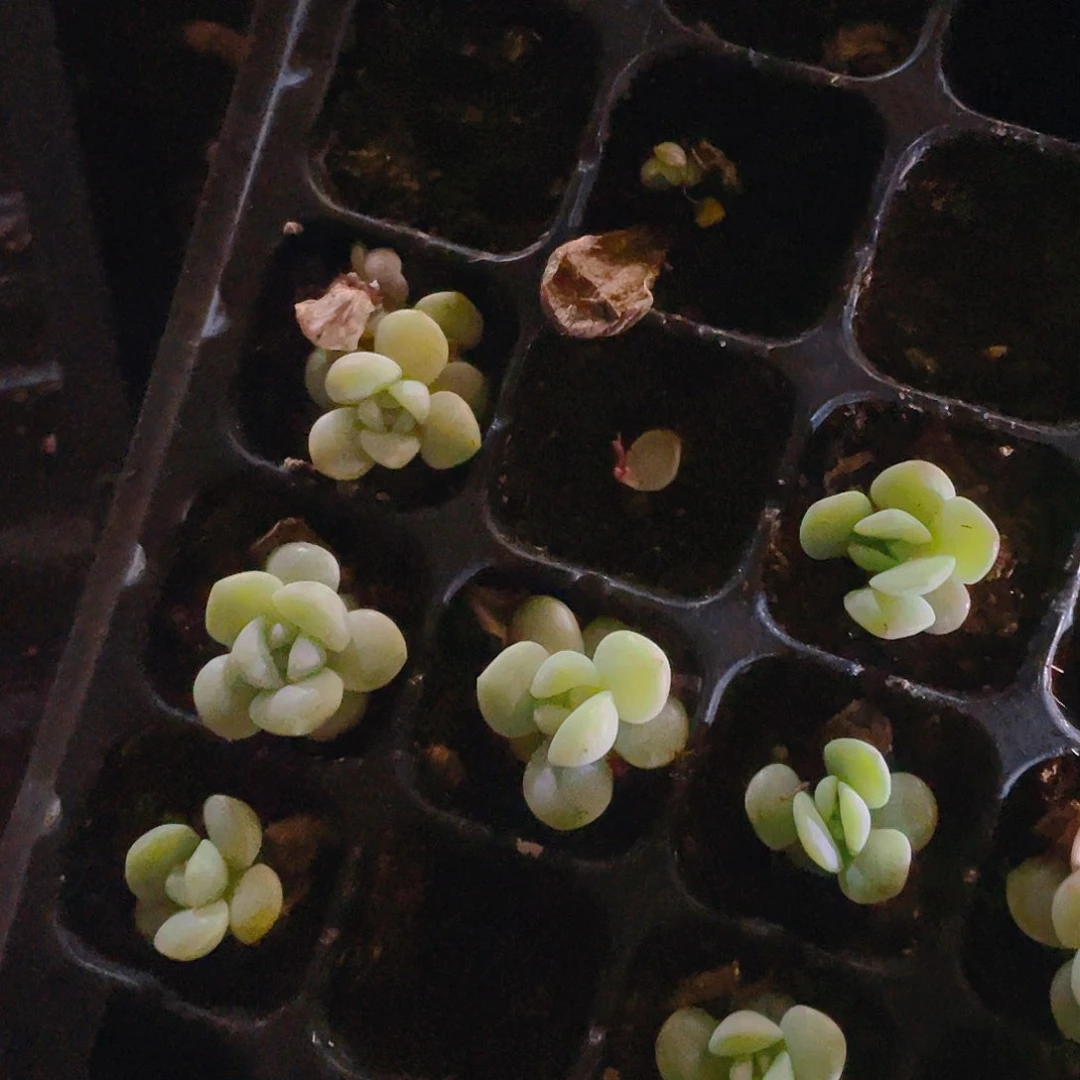 月恒一个满25包邮