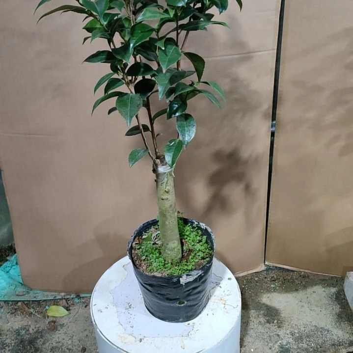 干贝利原盆299原盆