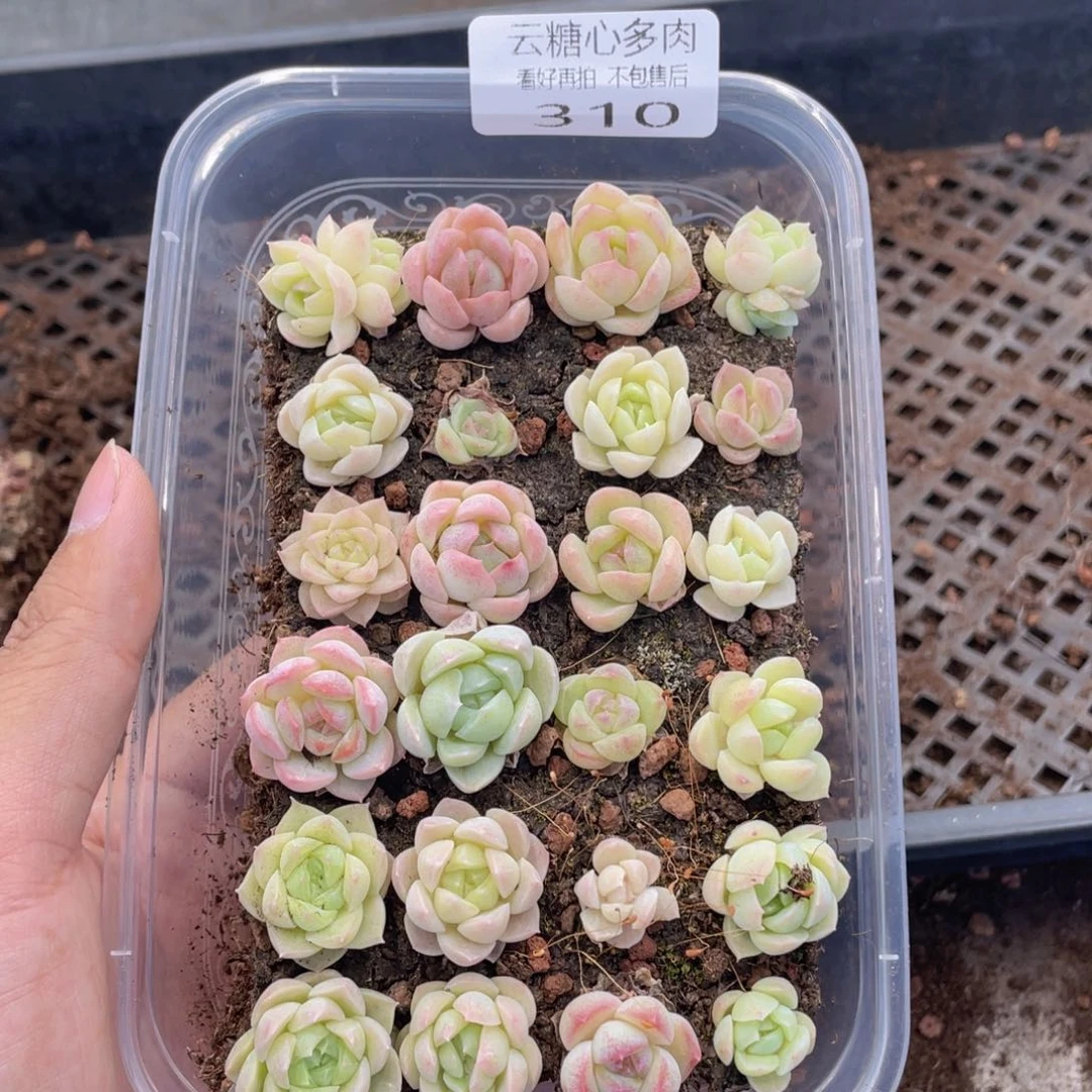 云糖心多肉植物310