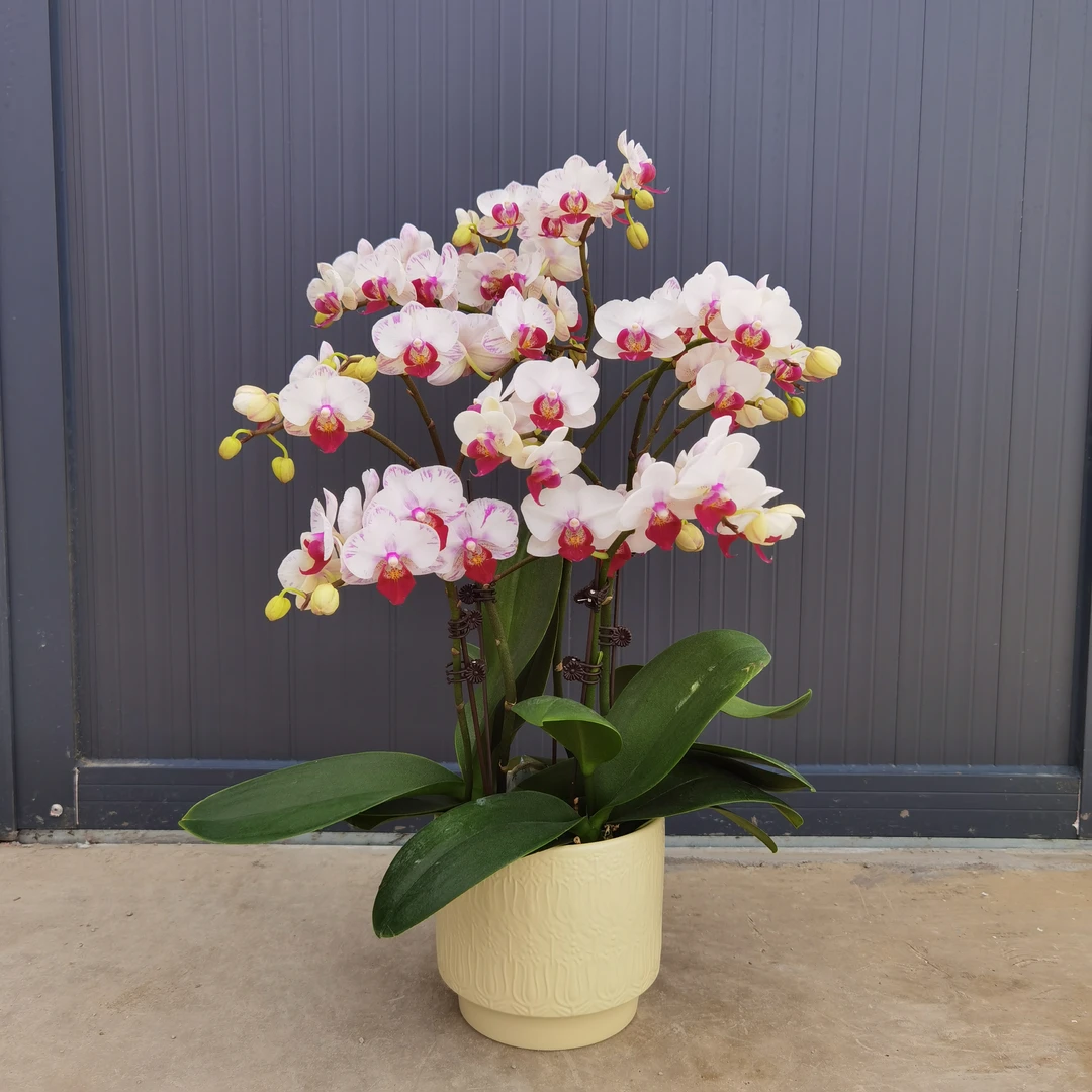 蝴蝶兰【小白闪电】盆栽花卉开花带花苞室内桌面花四季好养基地直发