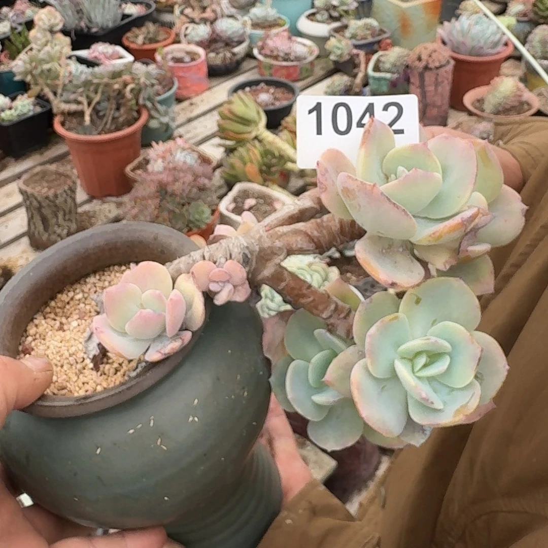 Y****y155566666666666666