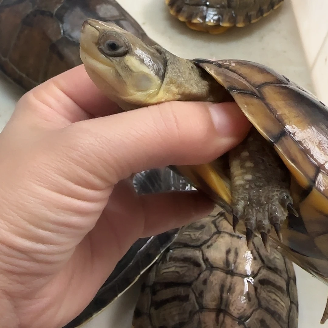 绿毛龟母北石，大青龟母