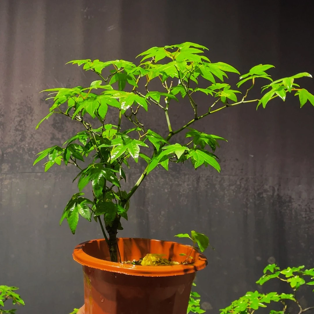 无花朵头**哥石枫包邮哦哦哦