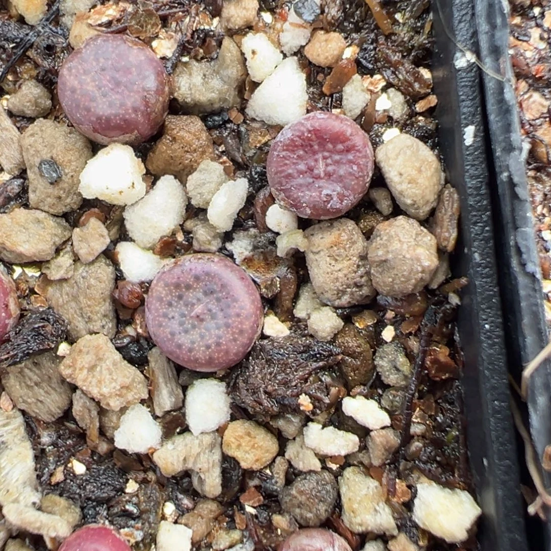 14-46量拍园艺猪皮5颗