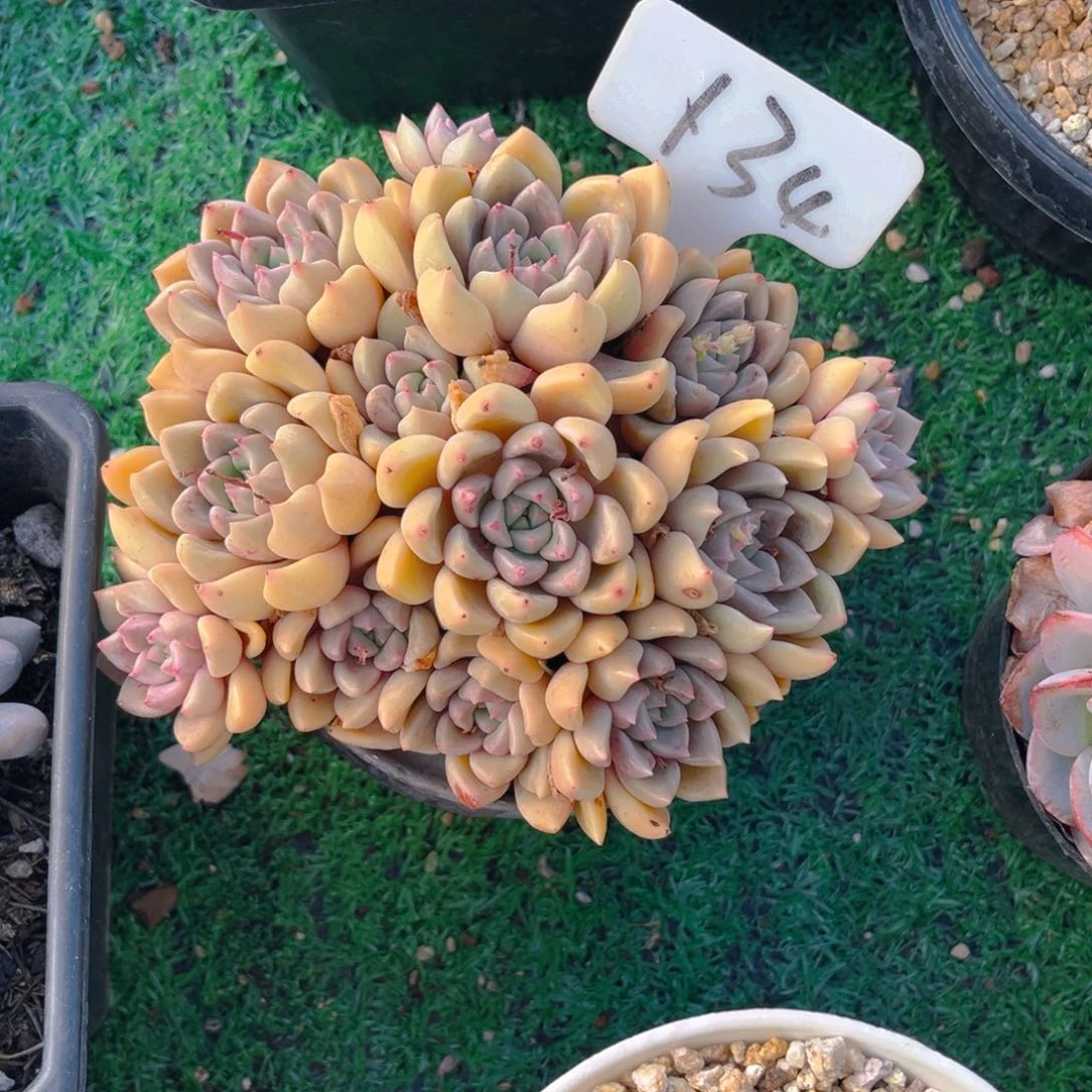 金**月134dfghjjjjjkkkkkm