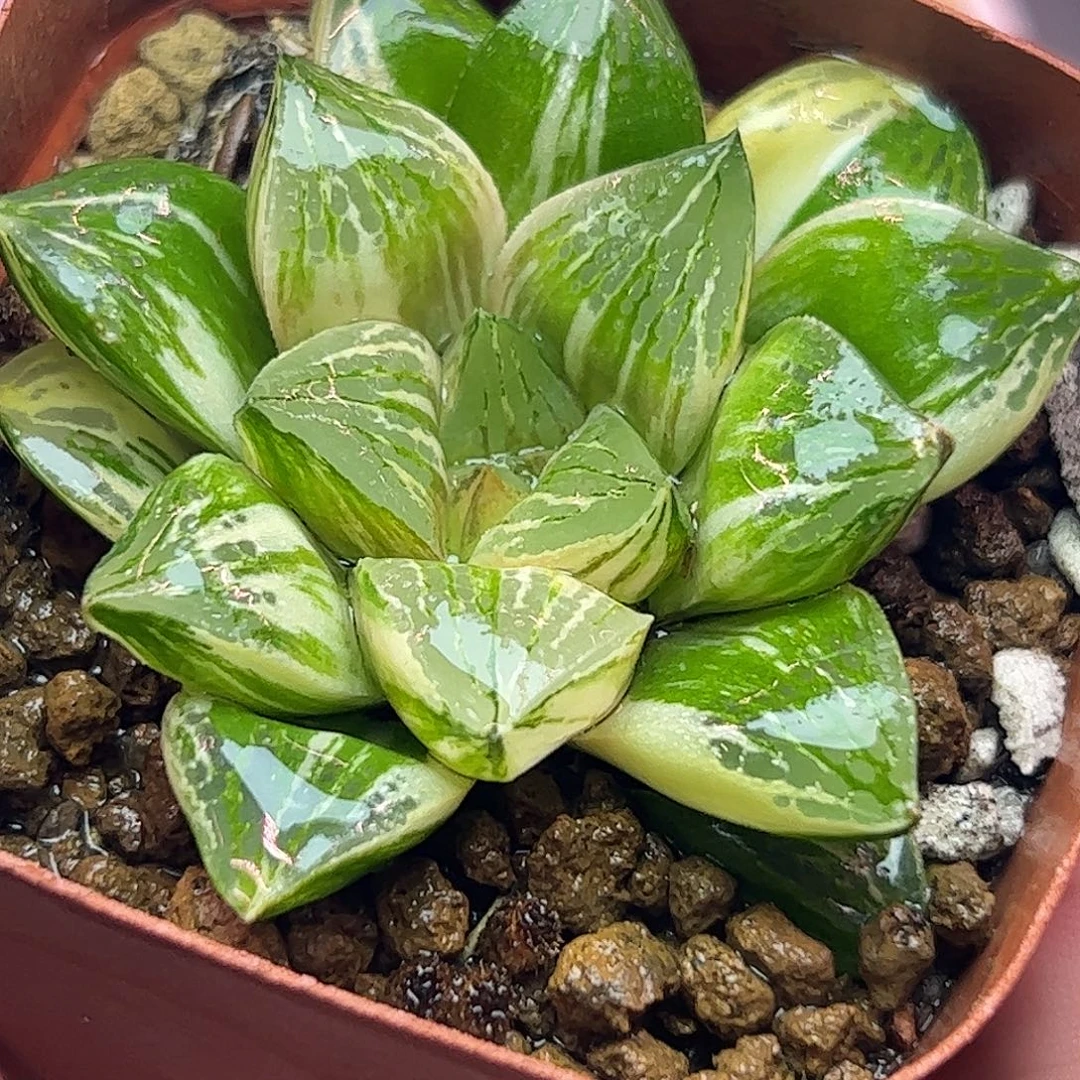 摩迪卡实生锦十二卷多肉植物